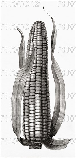 Maize or corn, Zea mays.