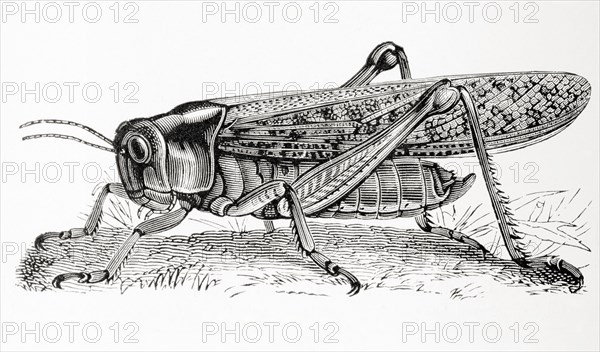 The migratory locust.