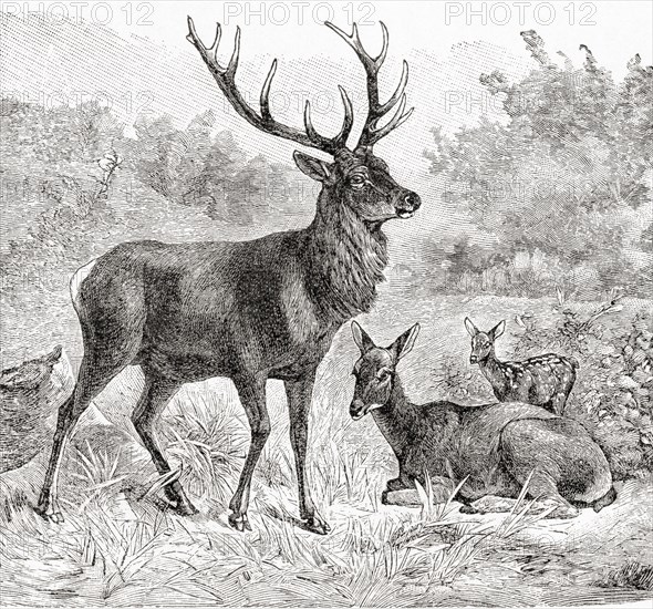 The red deer.