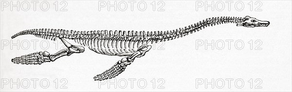 Skeleton of a Plesiosaurus, a genus of extinct, large marine sauropterygian reptile.