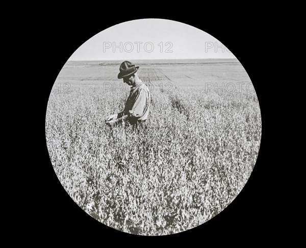 A farmer checking his crops in the field.