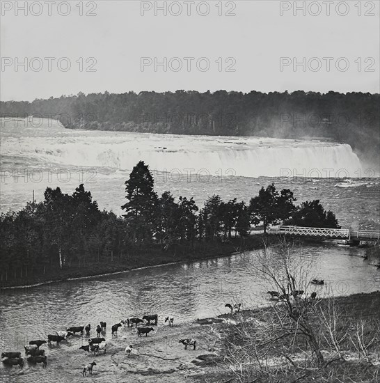 Cows standing in the shallow water of a river with a large waterfall in the background.