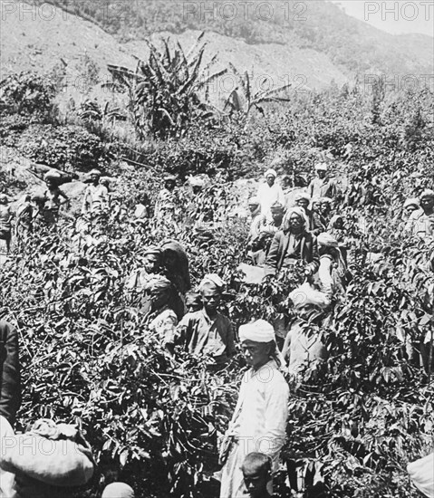 India tea plantation.