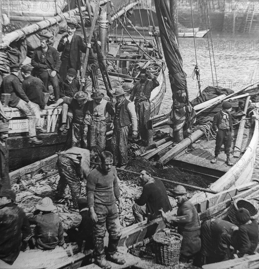 Fishermen and boys on board fishing boats sorting and gutting herring fish.