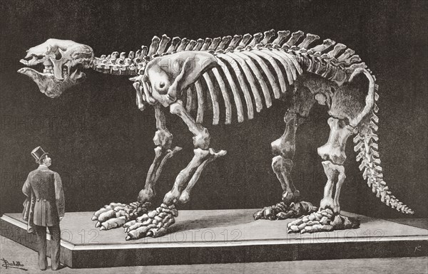 Megatherium americanum.