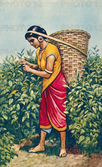A woman carrying a large cane basket on her head.