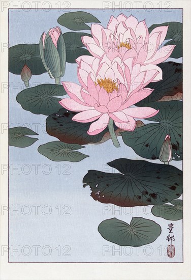 Flowering Water Lily.