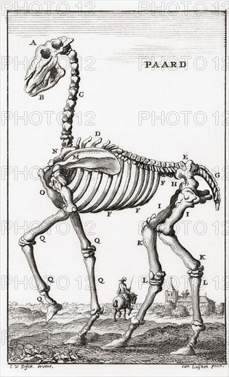 Skeleton of a horse.