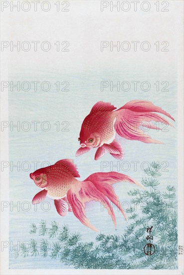 Two Veiled Goldfish.