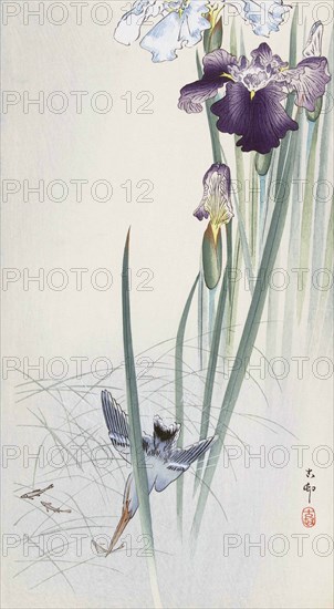 Kingfisher and Irises.