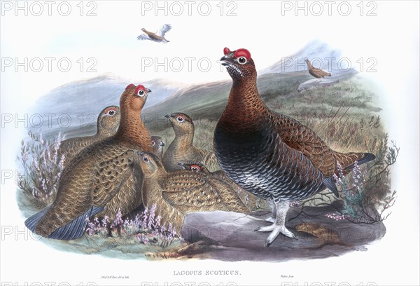 Red Grouse.