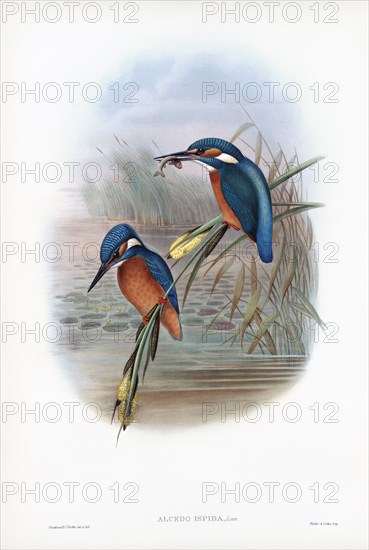 Common kingfisher.