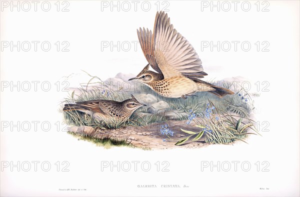 Crested lark.