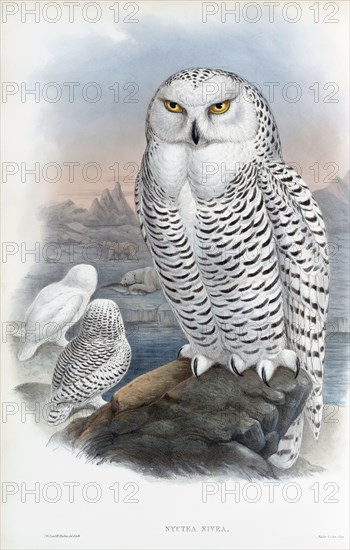 Snowy Owl.