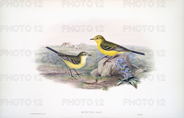 Yellow Wagtail.