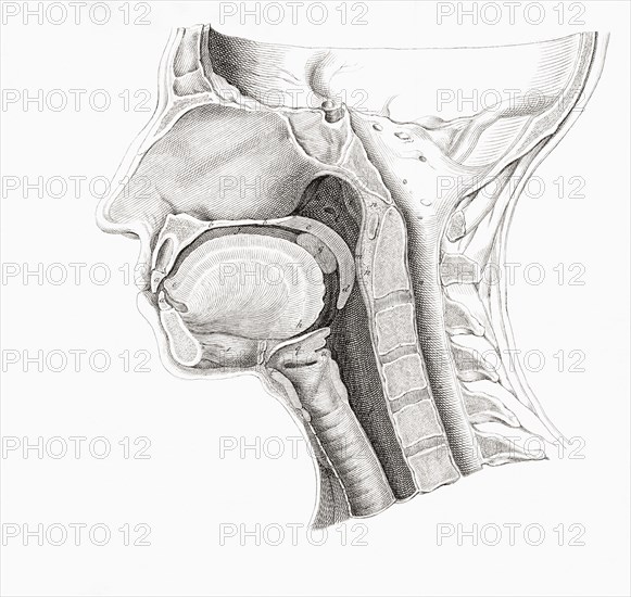Anatomical section of the head.