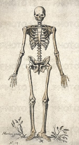 Human skeleton.