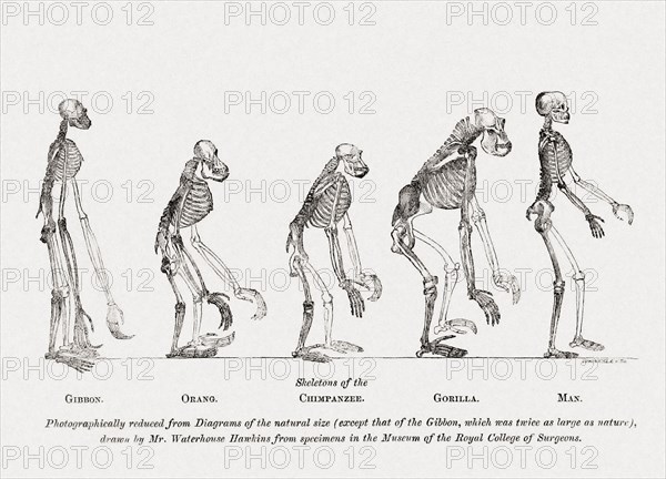 Comparative sizes of skeletons of Gibbon.