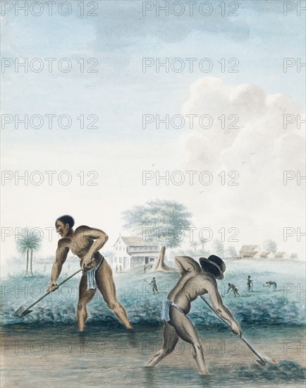 Slaves at work digging a drainage canal in Paramaribo.