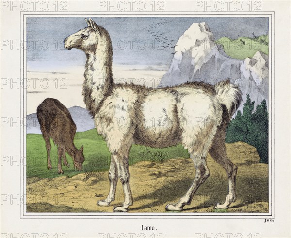 A Llama or Lama.