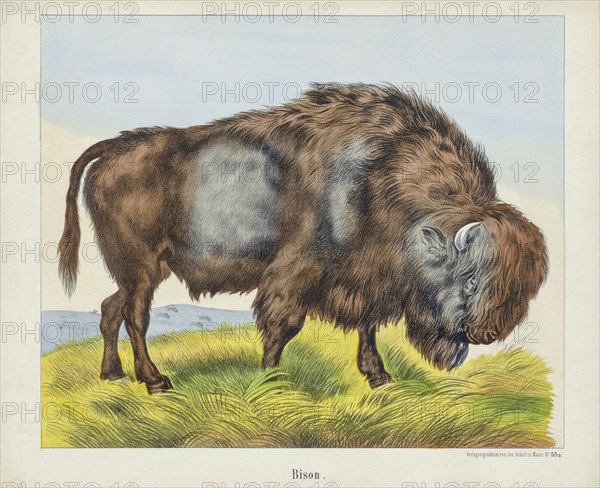 A Bison.