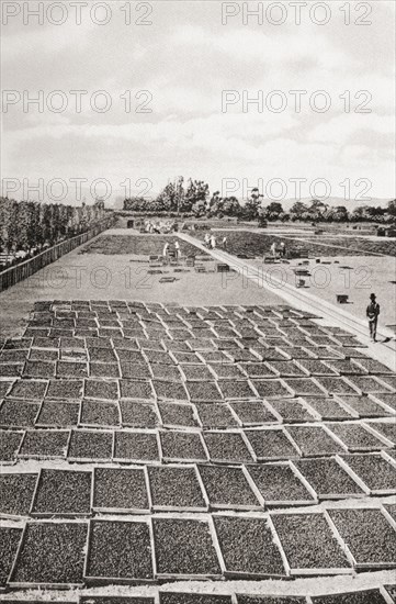 Fruit drying in the Santa Clara valley.