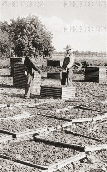 Raisin drying in the San Joaquin Valley.