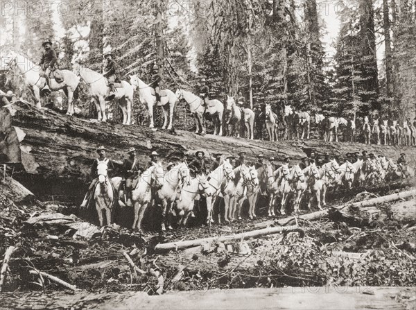 A troop of United States Cavalry posing on and alongside of a fallen redwood tree.