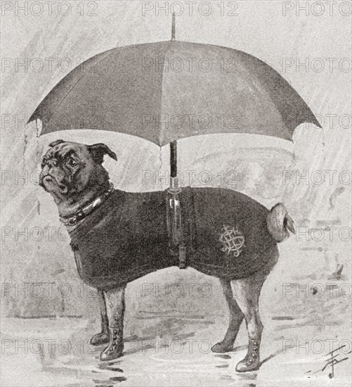 A pug wearing boots.