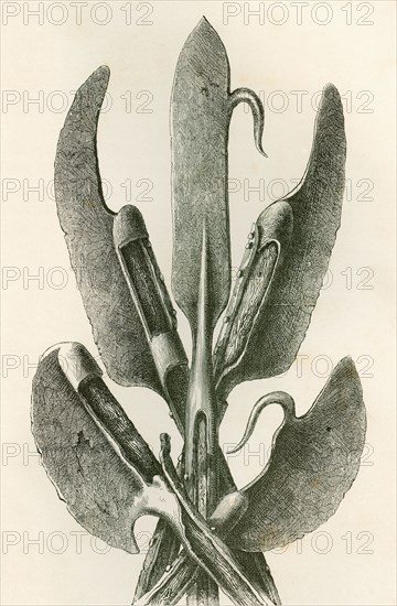 Various types of Lochaber Axes.