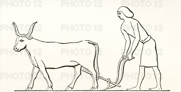 Ploughing with oxen in ancient Egypt.