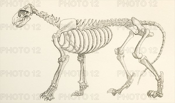 Skeleton Of A Lion.