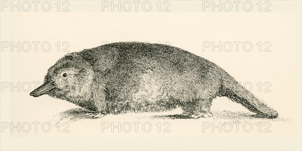 Australian Duck-billed platypus.