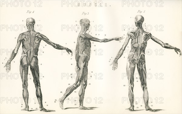 Anatomical study of muscle in the human body.