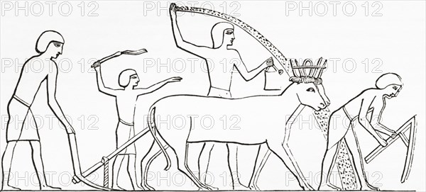 Ploughing, hoeing and sowing with animals in ancient Egypt.