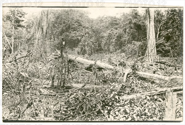 Fallen tree in the forest