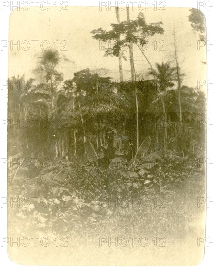 Forest view, West Africa