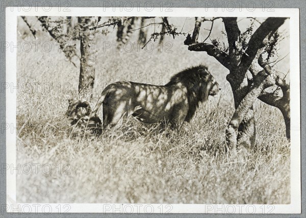 Lion, Kenya