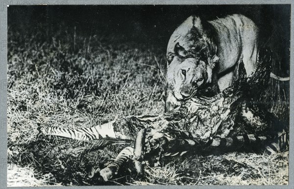 Hyena, Kenya