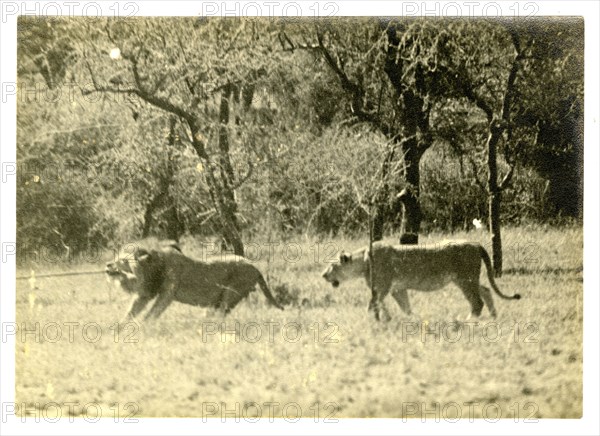 Male lion, Kenya