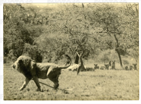 The Bungeys' house, Machakos