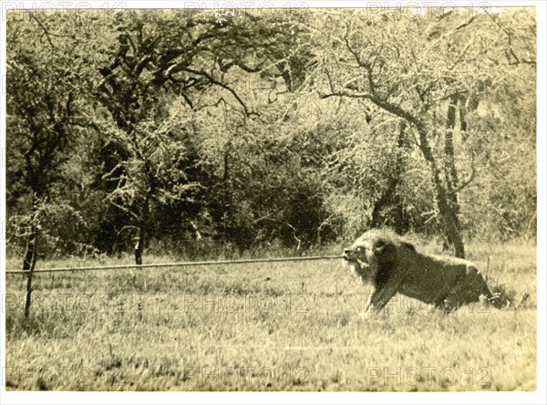 The Bungeys' house and garden, Machakos