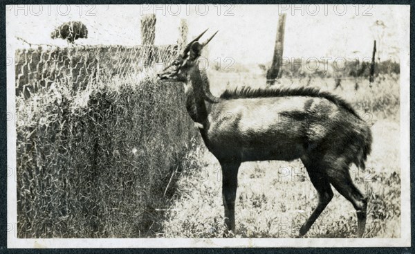 Bush buck in a pen