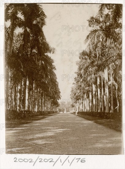 Avenue of palm trees