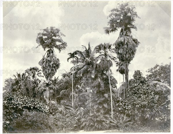 Palm trees at Peradeniya, Kandy