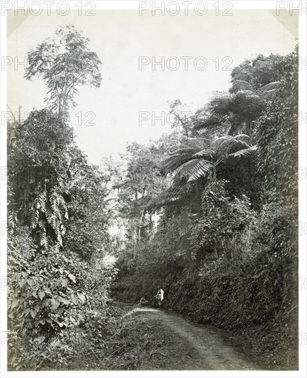 Path with tropical foliage, Darjeeling