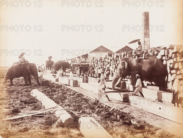 Elephants working at a timber yard, Rangoon