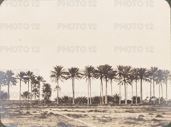 Date palms at Basidu