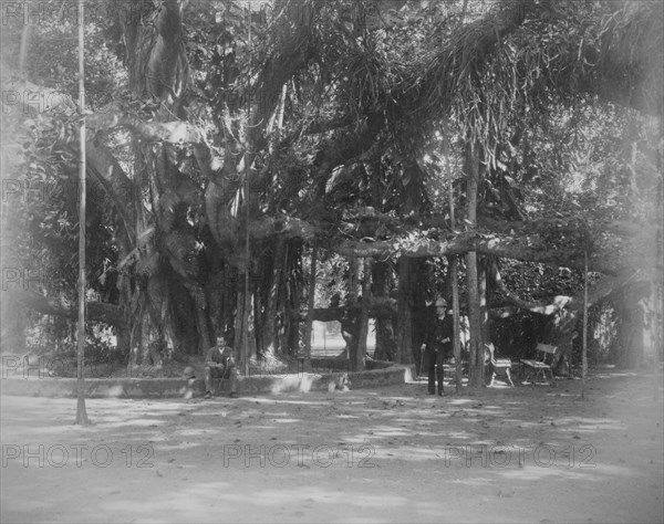 Banyan tree on a street corner in Calcutta