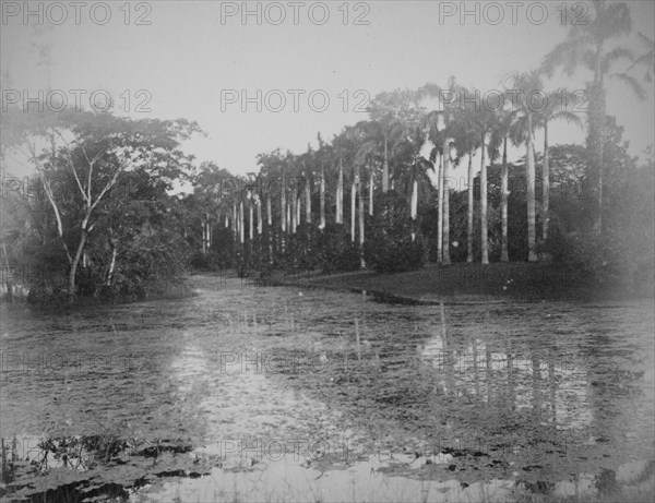 Palm trees by a pond in Calcutta